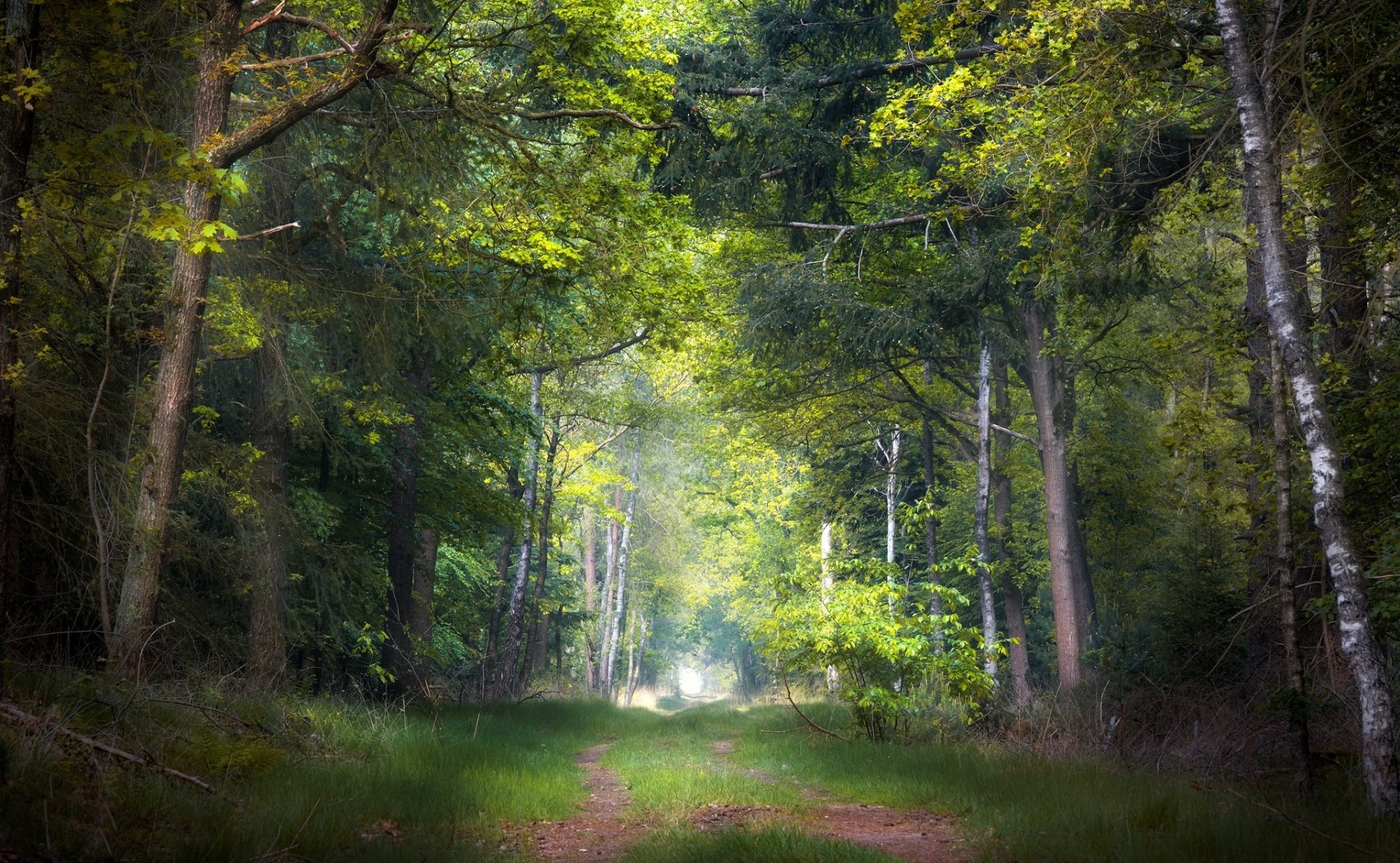 Serene Forest Pathway: A Man-Made Trail Through Nature's HD Canvas ...