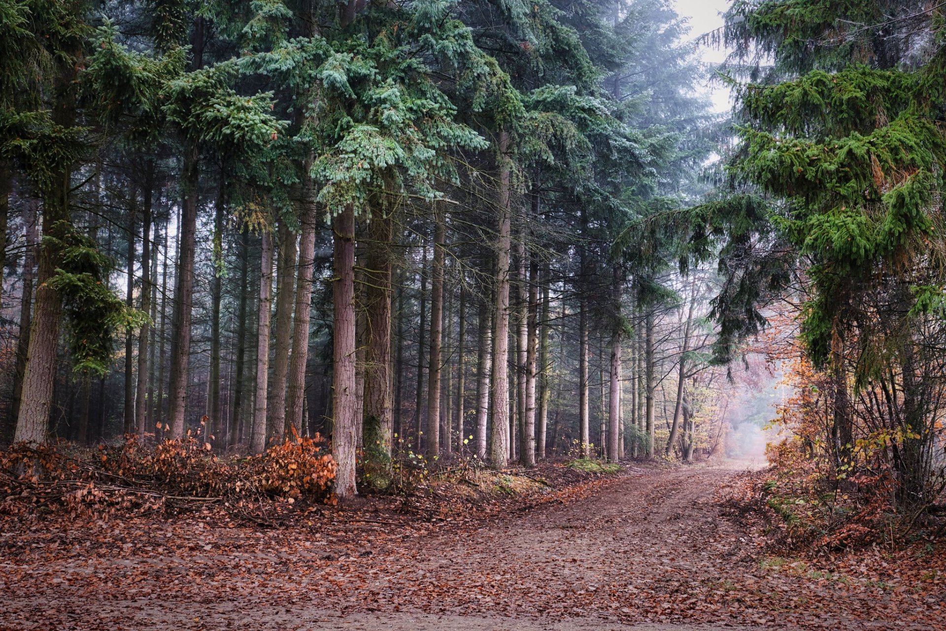 Download Nature Forest Road Man Made Path HD Wallpaper | 2048x1365 ...