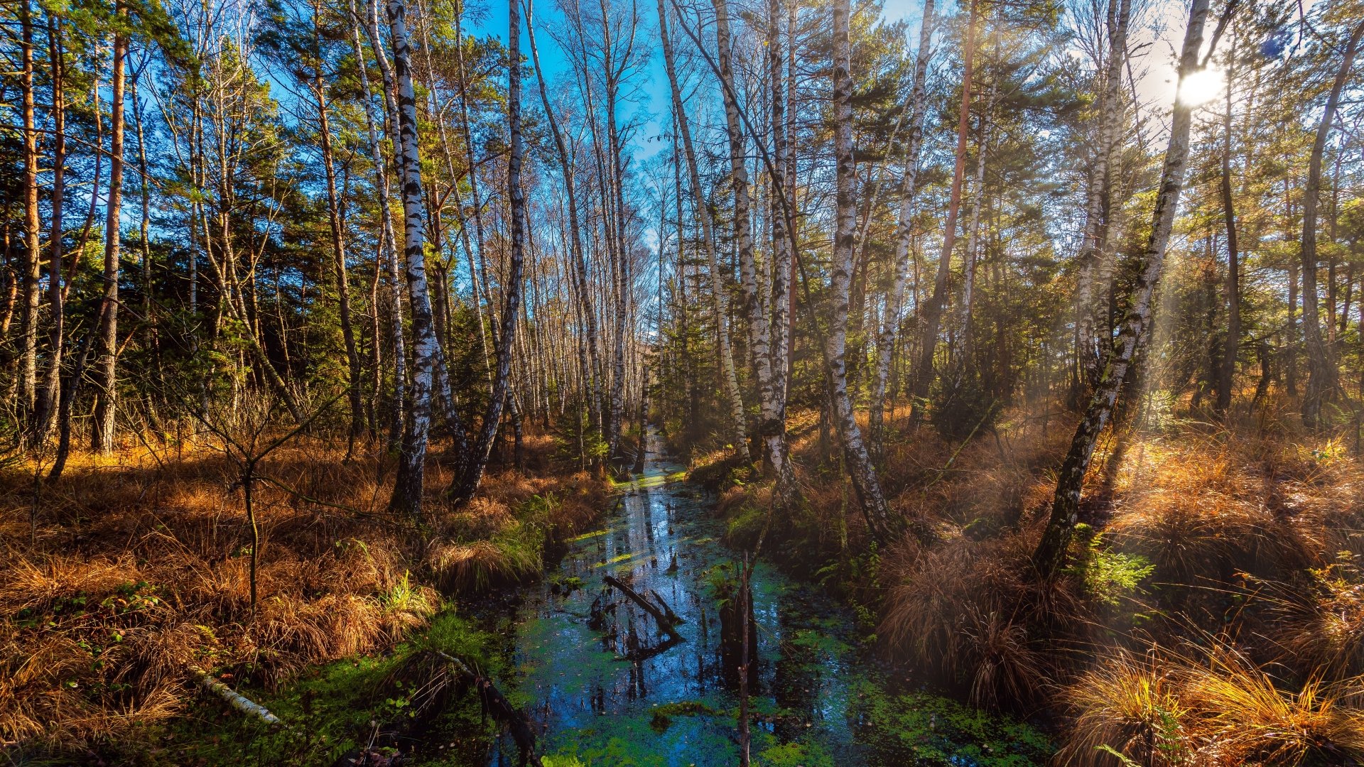 Download River Forest Nature Fall 4k Ultra HD Wallpaper | 3840x2160 ...