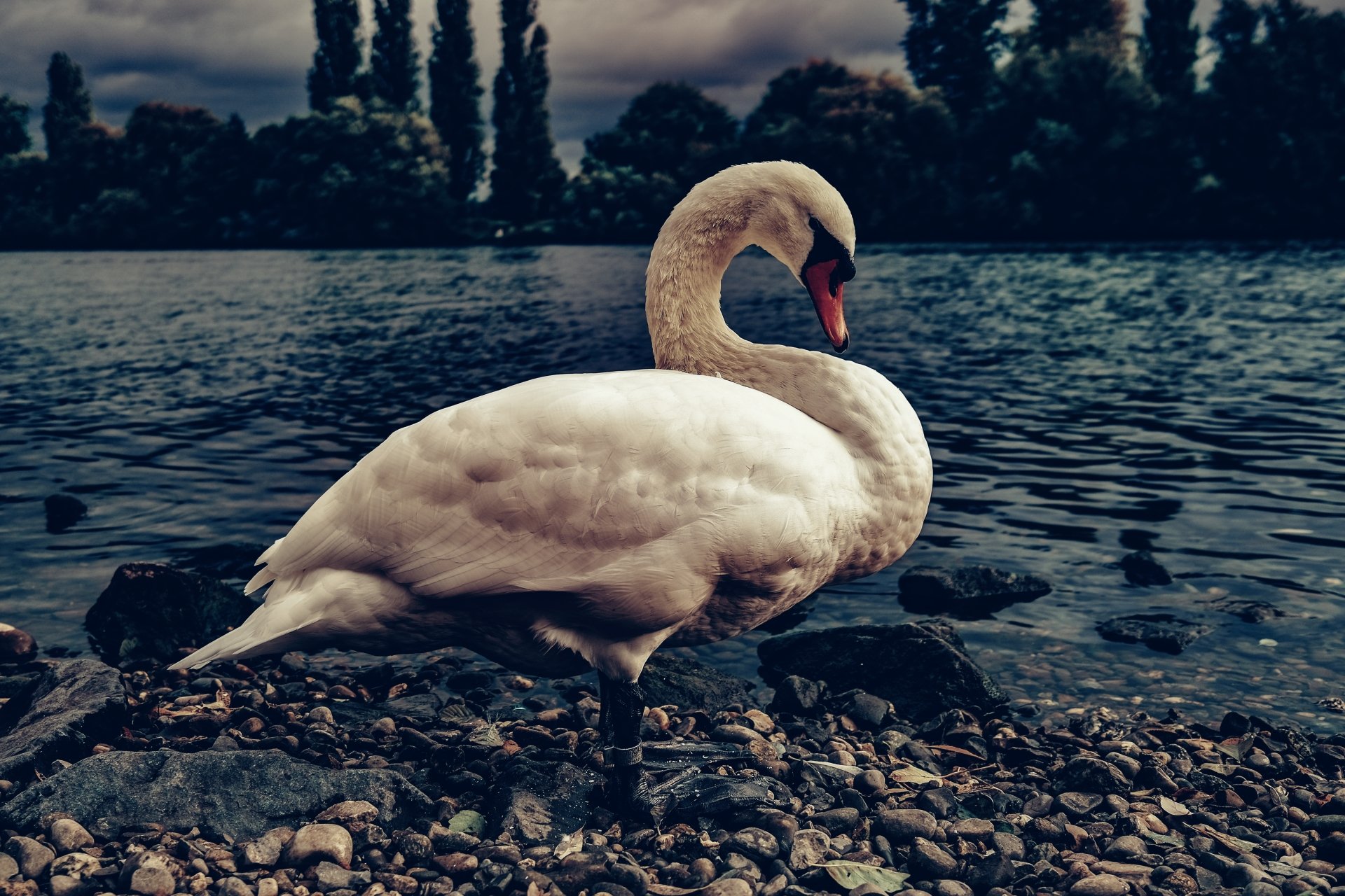 Mute Swan 4k Ultra HD Wallpaper | Background Image | 5921x3947