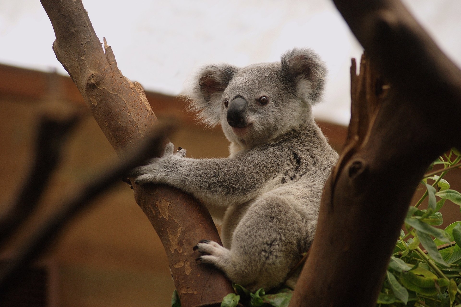Download Zoo Trunk Animal Koala HD Wallpaper