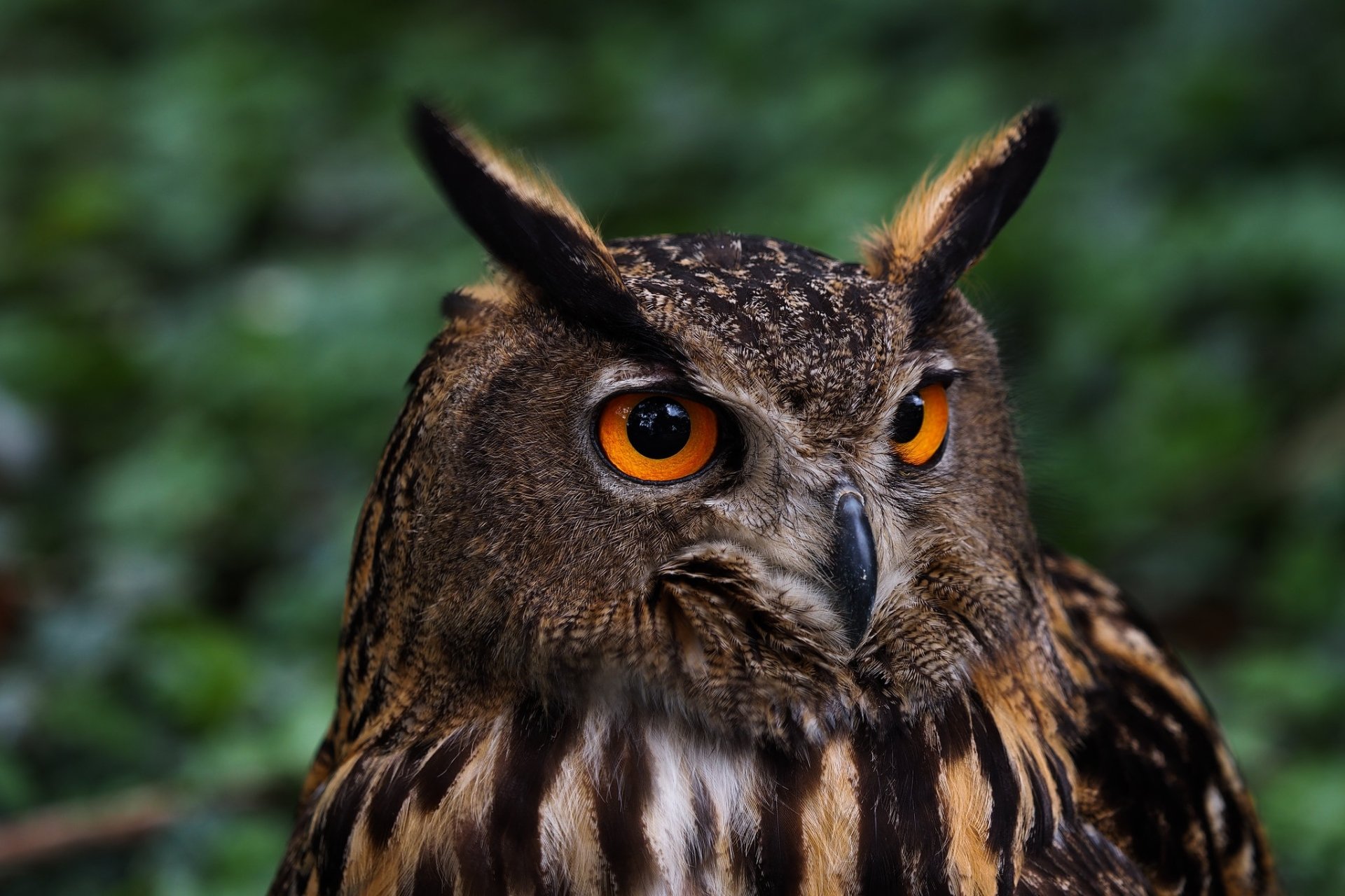 Close-up of a Eurasian eagle-owl with bright orange eyes and ear tufts against soft green bokeh — HD PC desktop wallpaper/background featuring a bird (owl, animal).