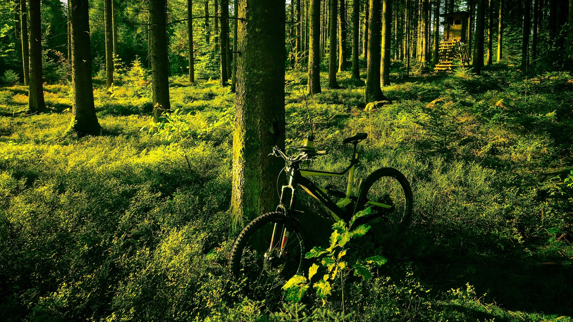 Download Greenery Trunk Vegetation Forest Vehicle Bicycle 4k Ultra HD Wallpaper