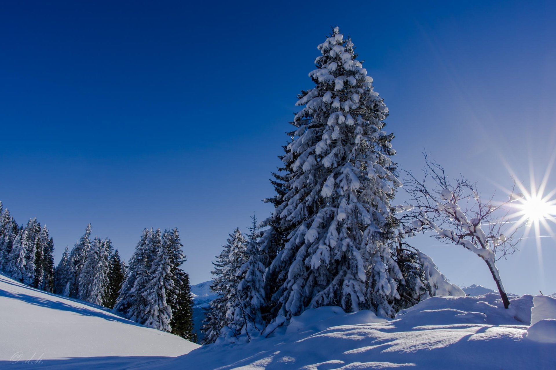 Winter HD Wallpaper