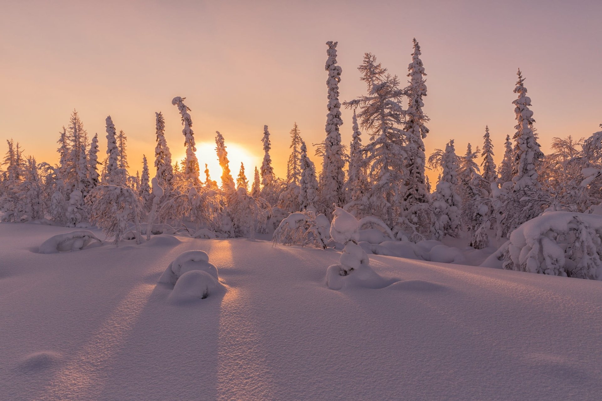 HD PC desktop wallpaper and background of a winter sunset with snow-covered fir trees, the low sun glowing through a pink‑orange sky and long shadows across pristine snow.