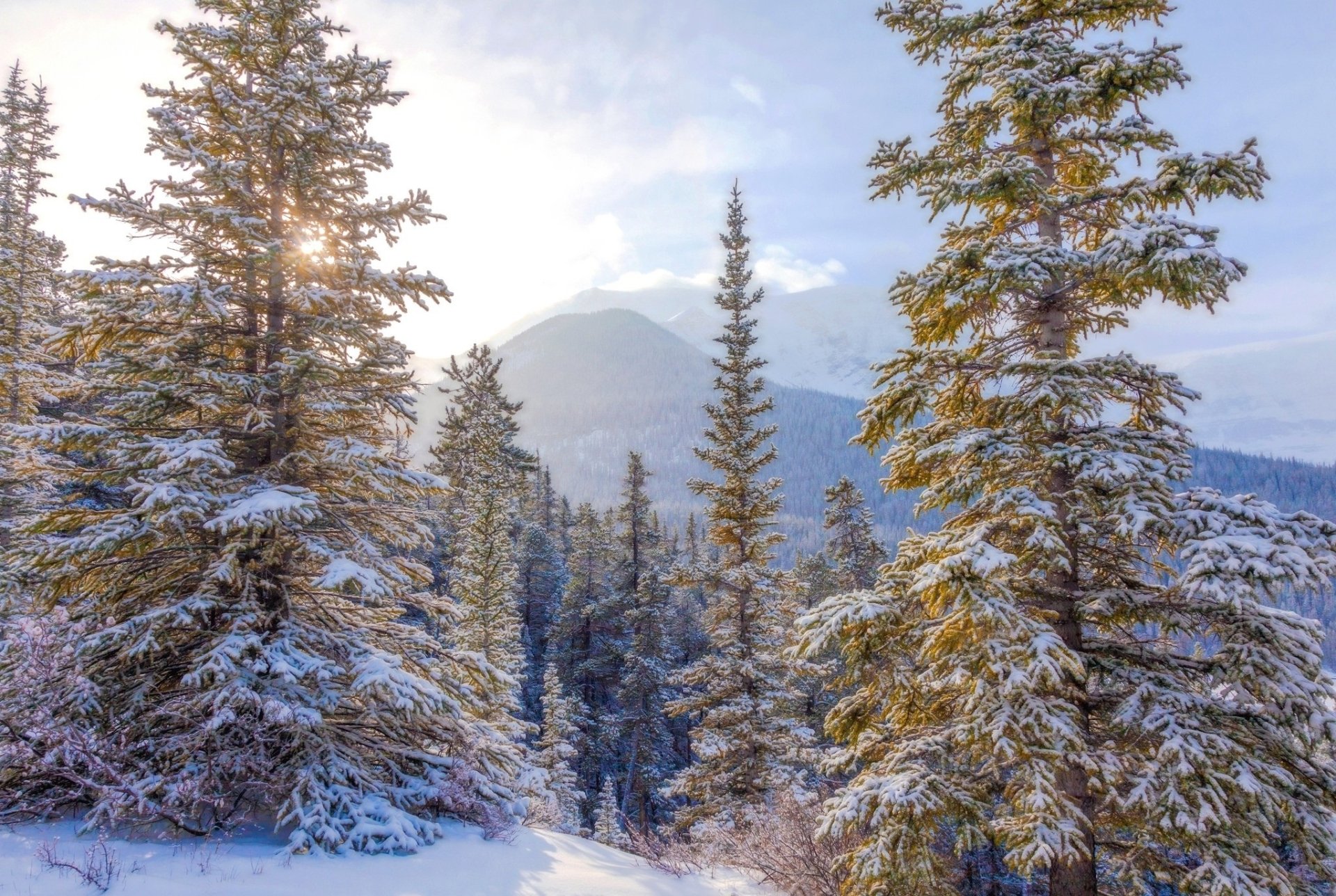 HD PC desktop wallpaper and background: snow-dusted fir trees in a serene winter mountain nature scene with soft morning light.