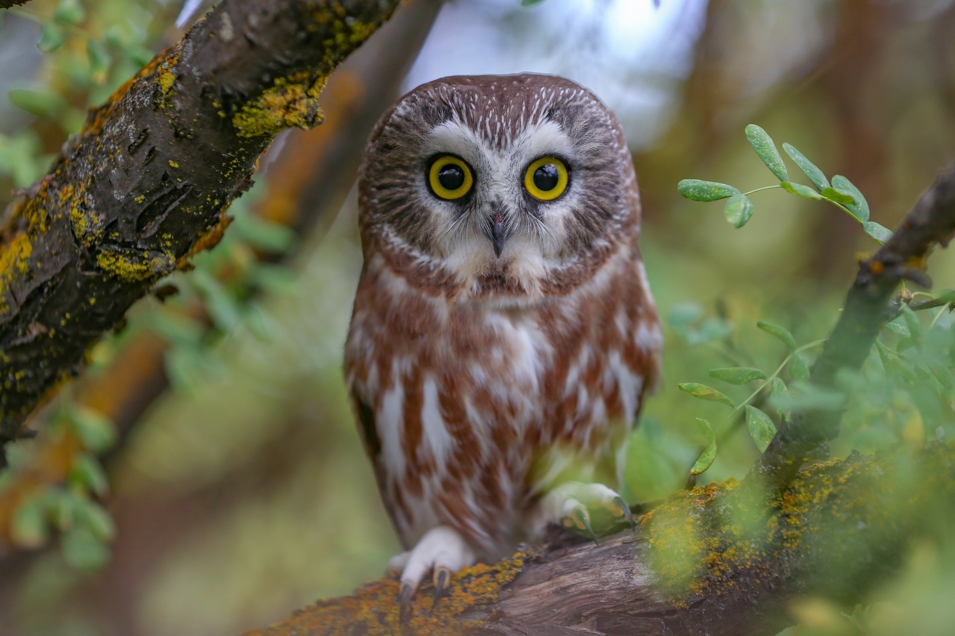 Download Bird Branch Animal Owl 4k Ultra HD Wallpaper