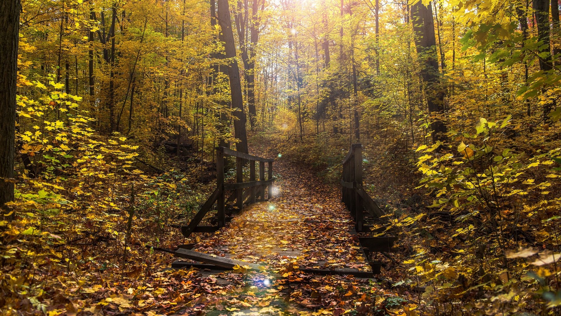 Download Bridge Forest Photography Fall 4k Ultra HD Wallpaper ...