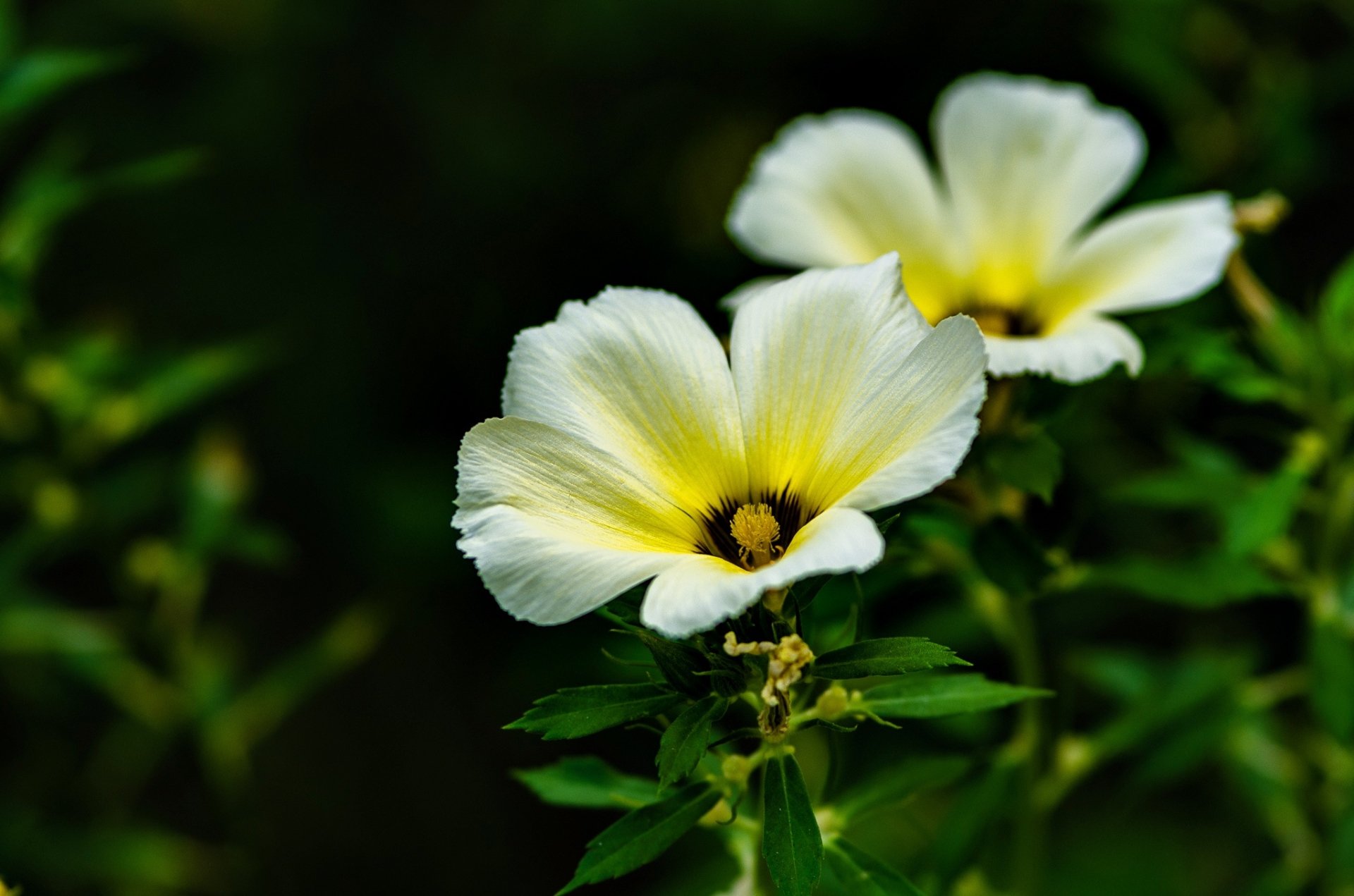 Close-up of two white flowers with bright yellow centers against dark green foliage, HD PC desktop wallpaper background.