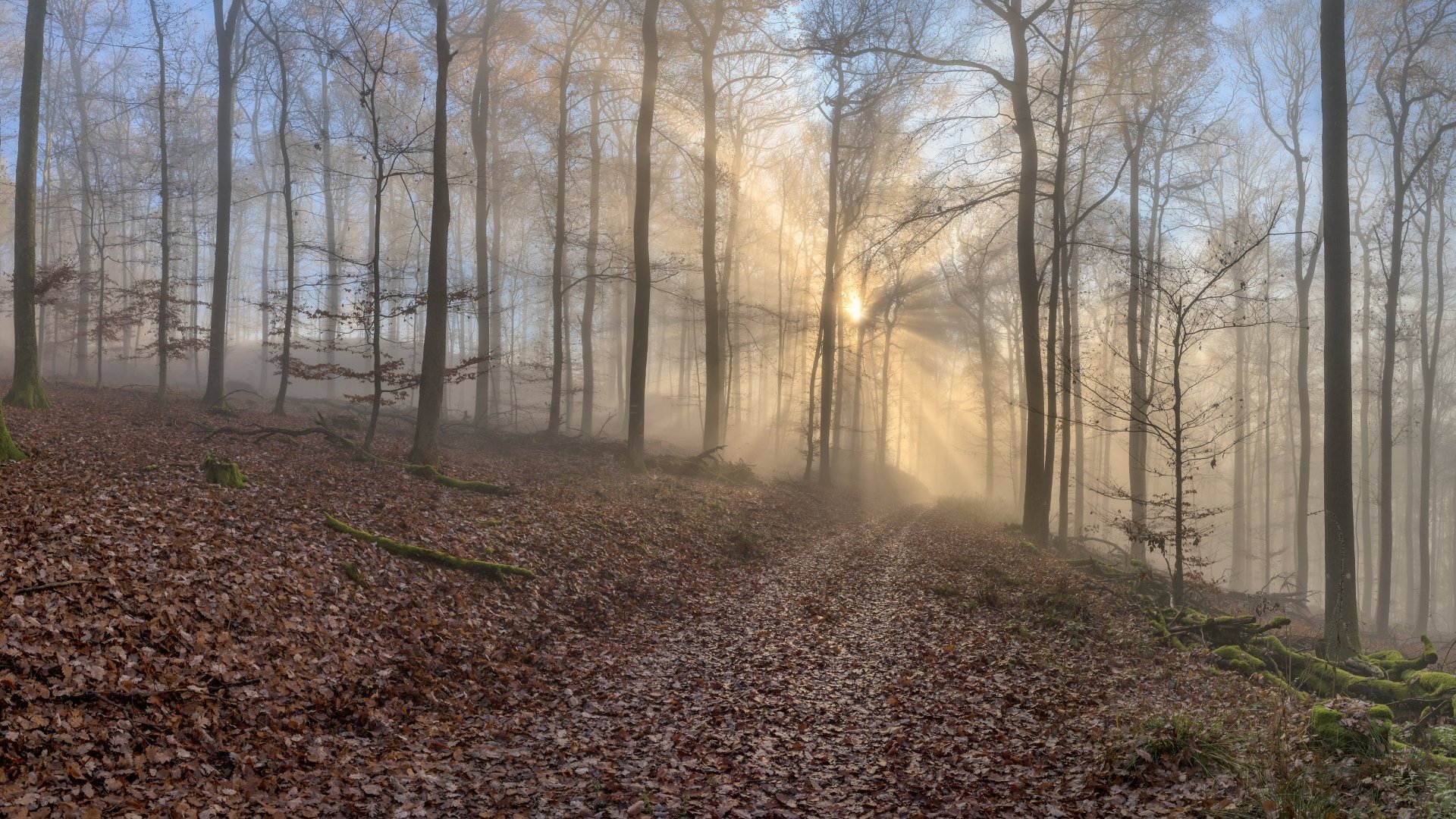 Download Path Trunk Fog Forest Fall Nature Sunbeam 4k Ultra HD ...