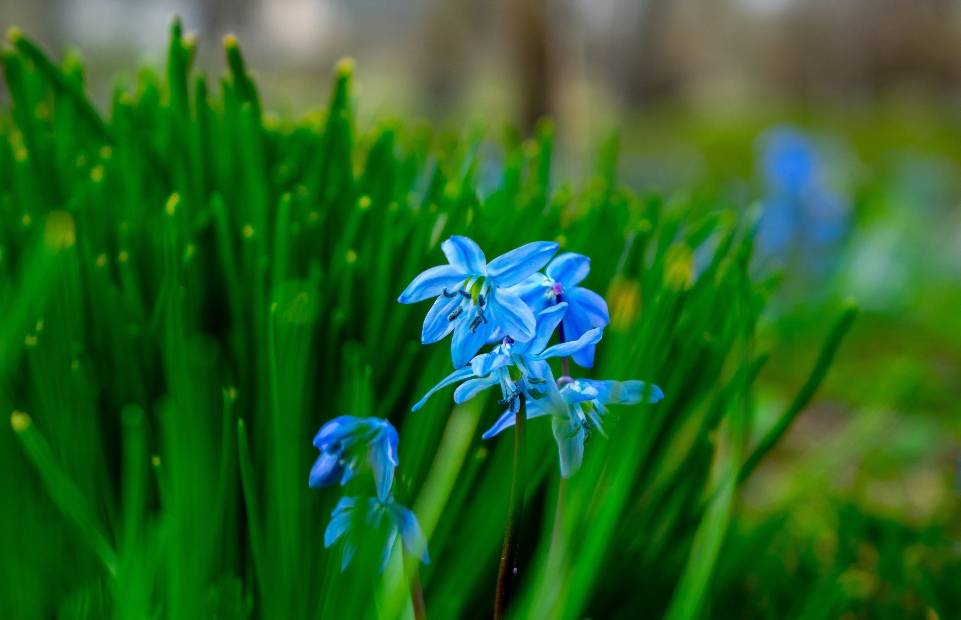 Close-up of vibrant bluebell flowers blooming amidst green foliage with a softly blurred natural background, capturing the essence of spring in an HD desktop wallpaper.