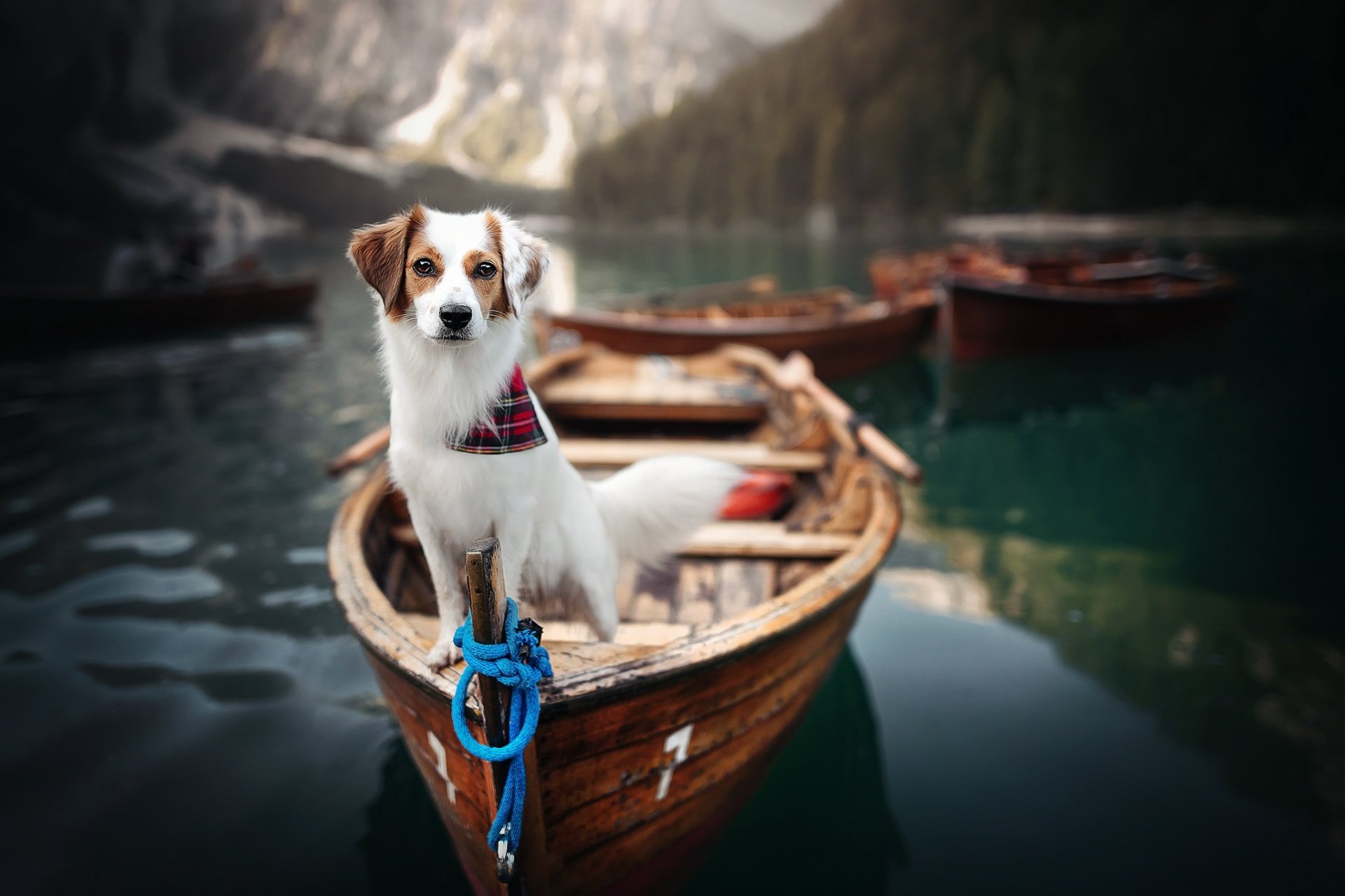 Download Boat Dog Animal Kooikerhondje HD Wallpaper by Ria Putzker