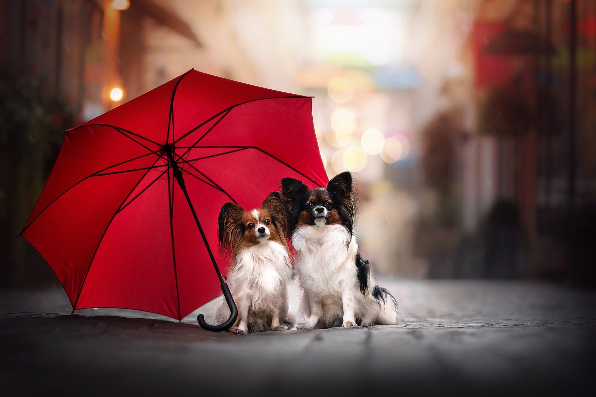 Download Papillon Dog Umbrella Animal HD Wallpaper by Dackelpup