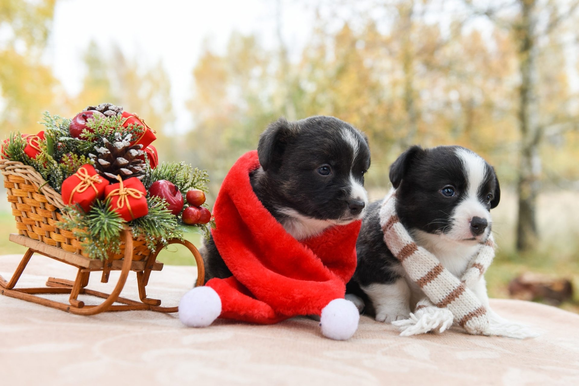 Download Christmas Baby Animal Dog Sled Animal Puppy Christmas Dog HD Wallpaper