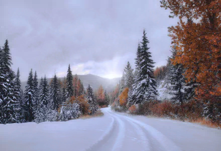 Montana path spruce snow forest nature fall HD Desktop Wallpaper | Background Image