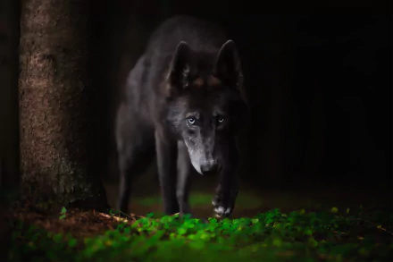 Animal dog Black Dog HD Desktop Wallpaper | Background Image