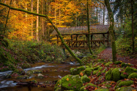 moss river bridge forest Baden-Württemberg Germany photography fall HD Desktop Wallpaper | Background Image