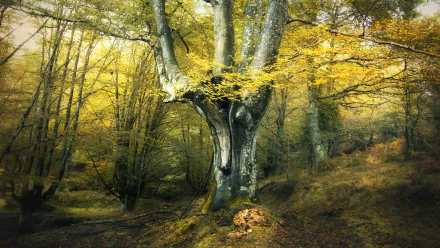 nature forest fall fall forest HD Desktop Wallpaper | Background Image