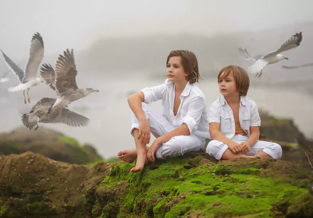 mood moss seagull fog nature bird photography child HD Desktop Wallpaper | Background Image
