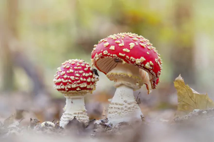 macro fly agaric nature mushroom HD Desktop Wallpaper | Background Image
