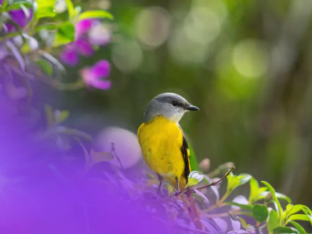 Yellow-bellied minivet animal perched among purple blossoms with soft bokeh — 5K Ultra HD PC desktop wallpaper and background.