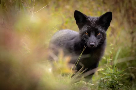 Silver Fox (Animal) Animal fox HD Desktop Wallpaper | Background Image