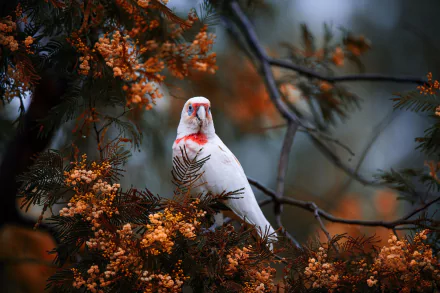 White Long-billed Corella parrot perched among orange blossoms, rich colors and soft background bokeh — 2K Quad HD PC desktop wallpaper/background.