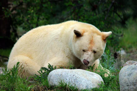 bear stone Animal kermode bear HD Desktop Wallpaper | Background Image