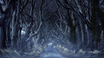 Northern Ireland tunnel tree road man made path HD Desktop Wallpaper | Background Image