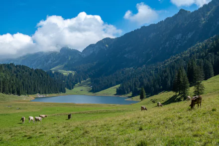 herd meadow pasture alps mountain Animal cow HD Desktop Wallpaper | Background Image