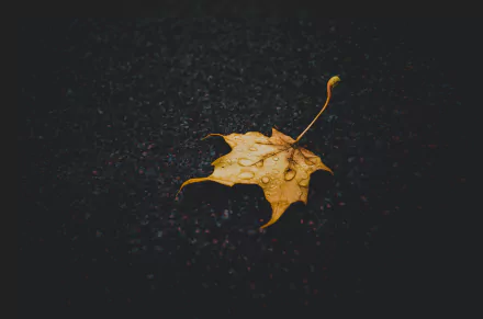 raindrops maple leaf nature leaf HD Desktop Wallpaper | Background Image