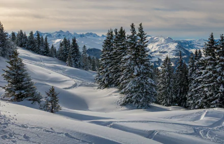 2K Quad HD desktop wallpaper: Snowy Mountain scene with spruce forest, snow-covered slopes and distant peaks in winter, showcasing pristine mountain nature.