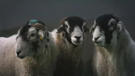 4K Ultra HD PC desktop wallpaper of three sheep (animal) with textured wool and contrasting dark faces set against a moody gray background.