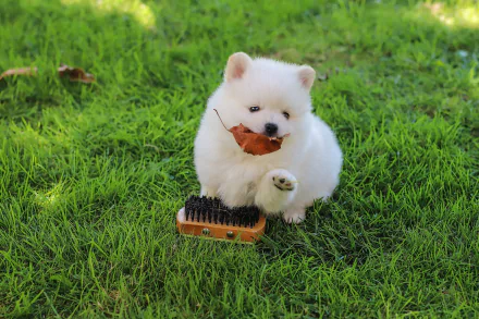 Animal spitz HD Desktop Wallpaper | Background Image