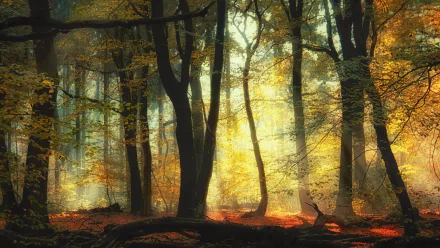HD desktop wallpaper of a serene forest bathed in soft golden light, showcasing vibrant fall foliage and the peaceful beauty of nature in autumn.