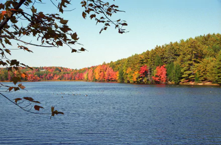 HD desktop wallpaper capturing a serene Massachusetts lake in fall, with vibrant autumn foliage reflecting off the calm water under a clear blue sky.