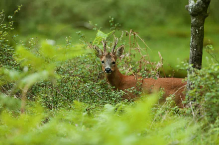 Roe deer peering through lush green undergrowth in a forest, captured as a 2K Quad HD PC desktop wallpaper and background.