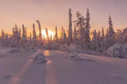 HD PC desktop wallpaper and background of a winter sunset with snow-covered fir trees, the low sun glowing through a pink‑orange sky and long shadows across pristine snow.