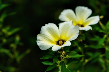 Close-up of two white flowers with bright yellow centers against dark green foliage, HD PC desktop wallpaper background.