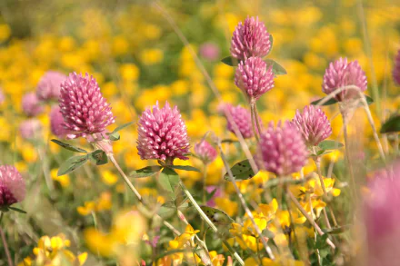 wildflower nature flower HD Desktop Wallpaper | Background Image