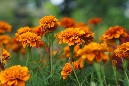 orange flower nature marigold HD Desktop Wallpaper | Background Image