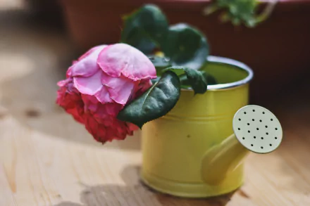 watering can pink flower pink rose man made flower HD Desktop Wallpaper | Background Image