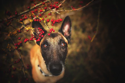belgian shepherd Malinois dog Animal Belgian Malinois HD Desktop Wallpaper | Background Image