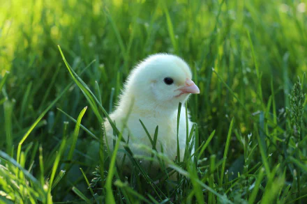 A close-up 4K Ultra HD image of a white chick nestled in vibrant green grass, showcasing the delicate features of this young bird in a natural setting.
