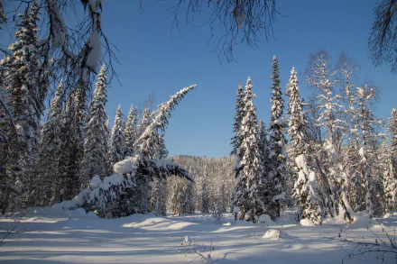 HD PC desktop wallpaper: snow-covered spruce forest, a winter nature scene under a clear blue sky, sunlight casting long shadows across pristine snow.