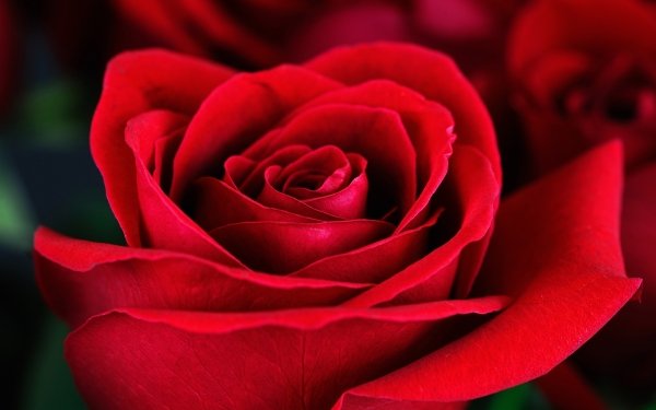 Earth Rose Flowers Macro Red Rose Red Flower HD Wallpaper | Background Image