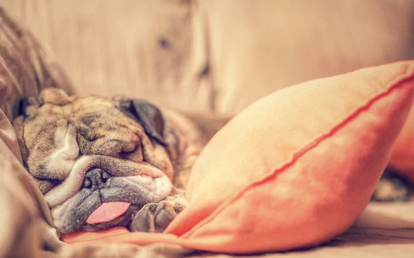 puppy sleeping dog Animal english bulldog HD Desktop Wallpaper | Background Image