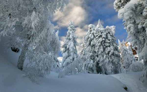 Earth Winter Forest Snow Tree HD Wallpaper | Background Image