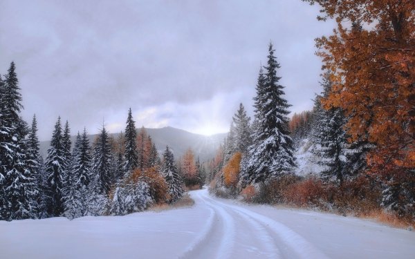 Earth Fall Forest Snow Spruce Path Montana HD Wallpaper | Background Image