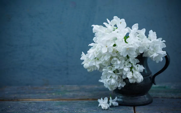 jug petal white flower lilac man made flower HD Desktop Wallpaper | Background Image